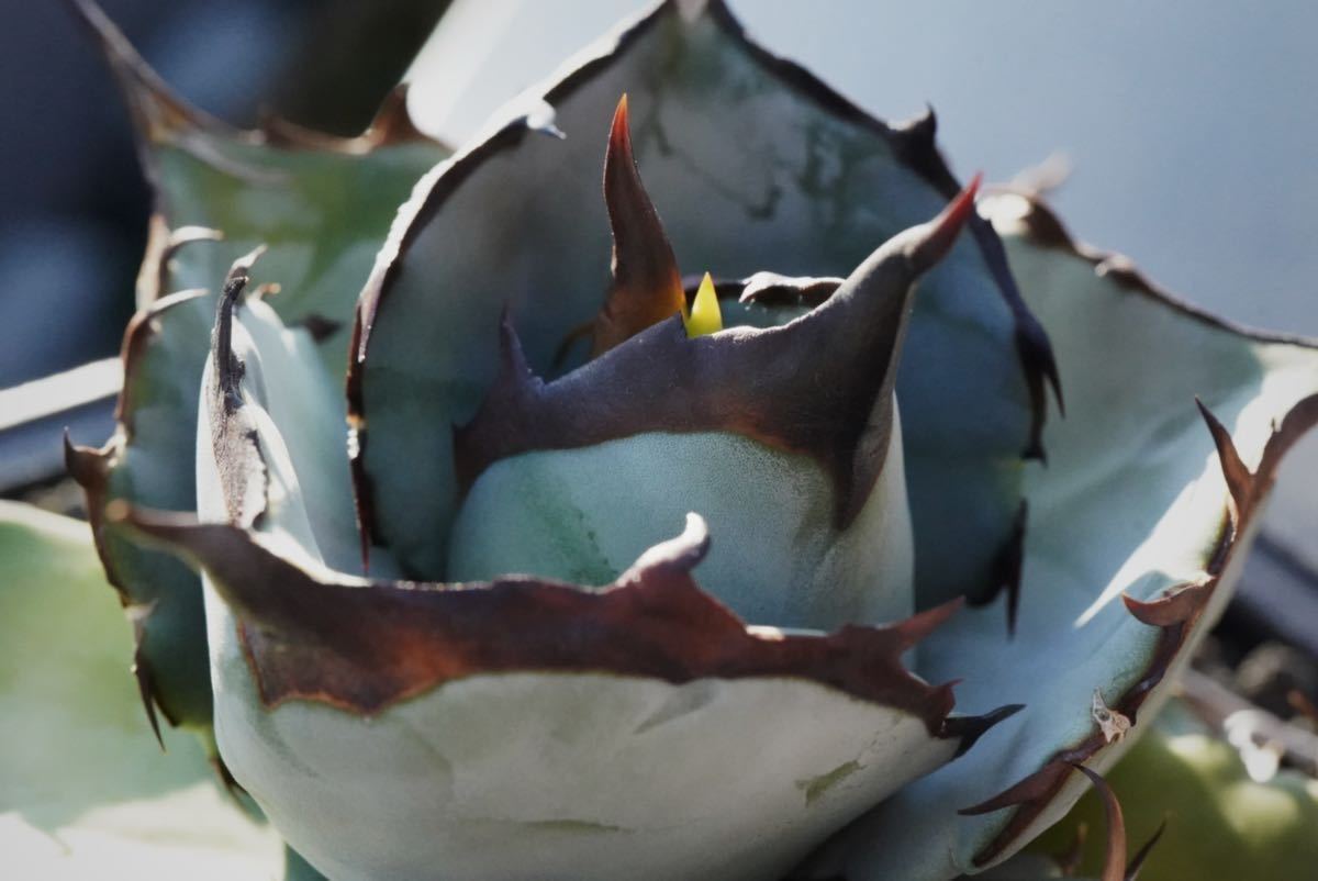 超希少特選株” Agave titanota “青犀牛” アガベ チタノタ Blue 超希少特選株” Agave titanota “青犀牛” アガベ チタノタ Blue