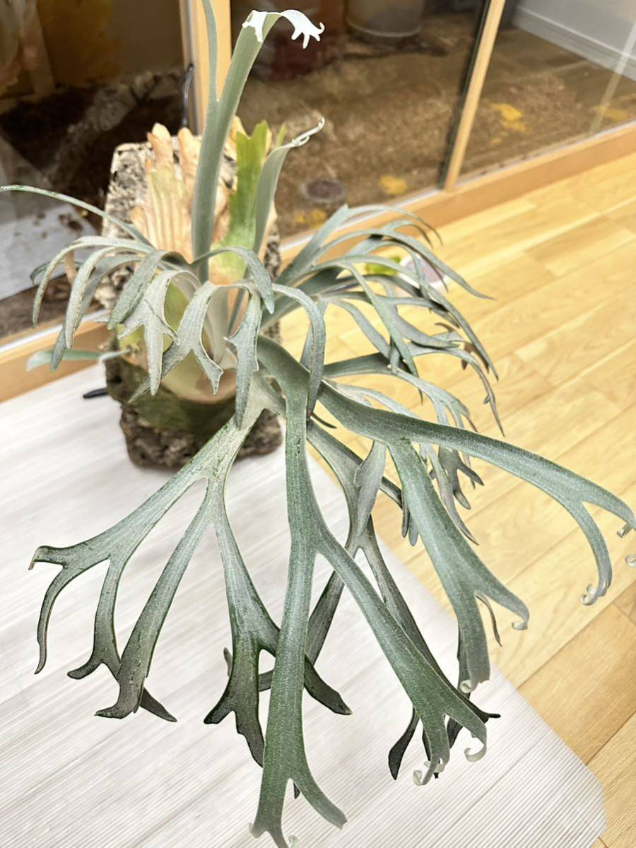 P.willinckii moonlight 子株 ビカクシダ | normanhubbard.com