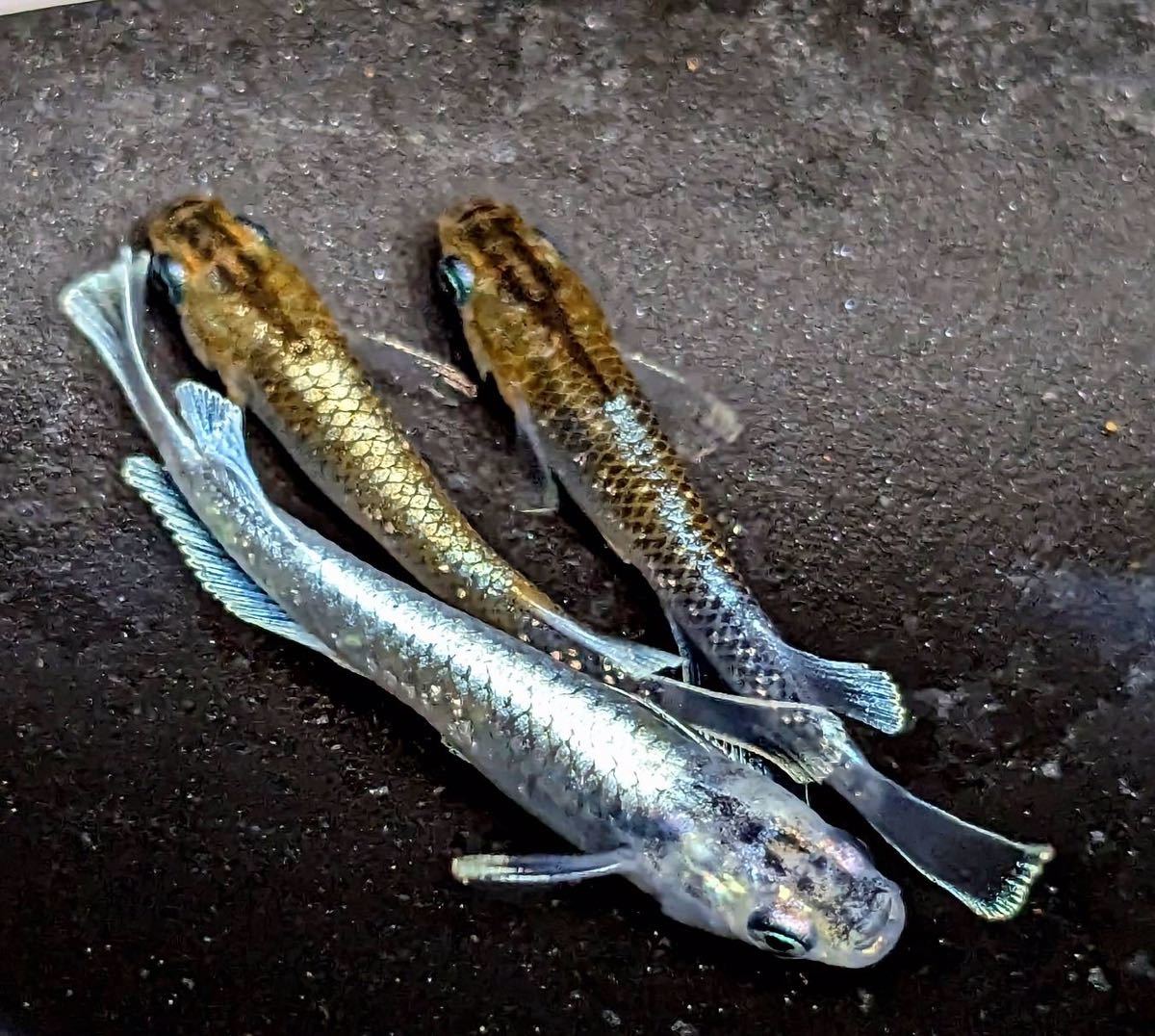 メダカハウス千】(若魚)レッドクリフダークタイプ3匹(雄１匹、雌2匹