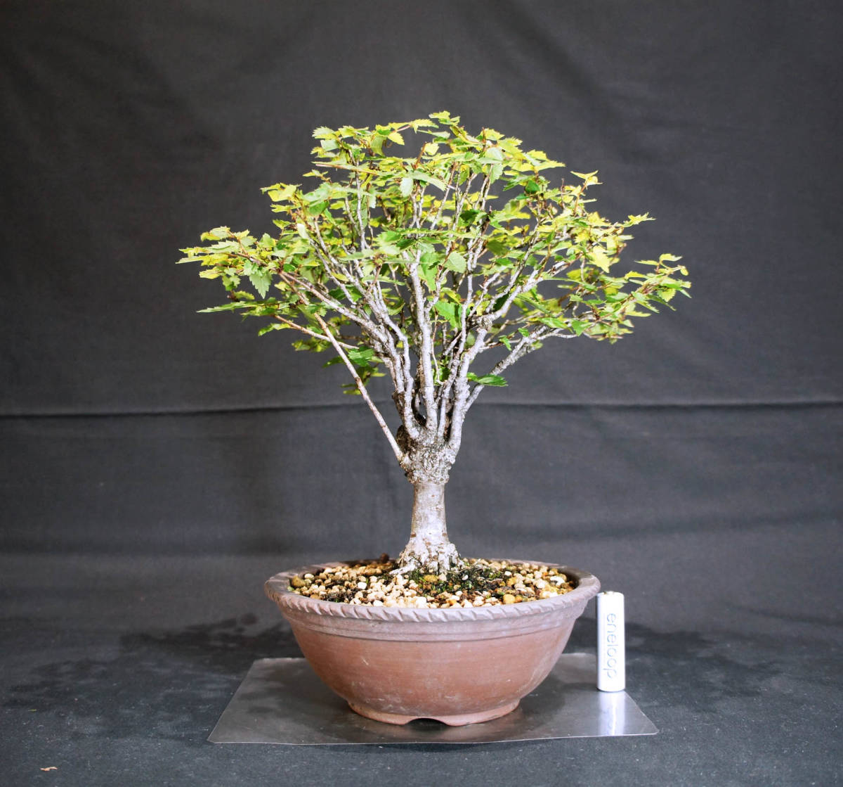 keyaki bonsai depth 23cm width 26cm height 28cm