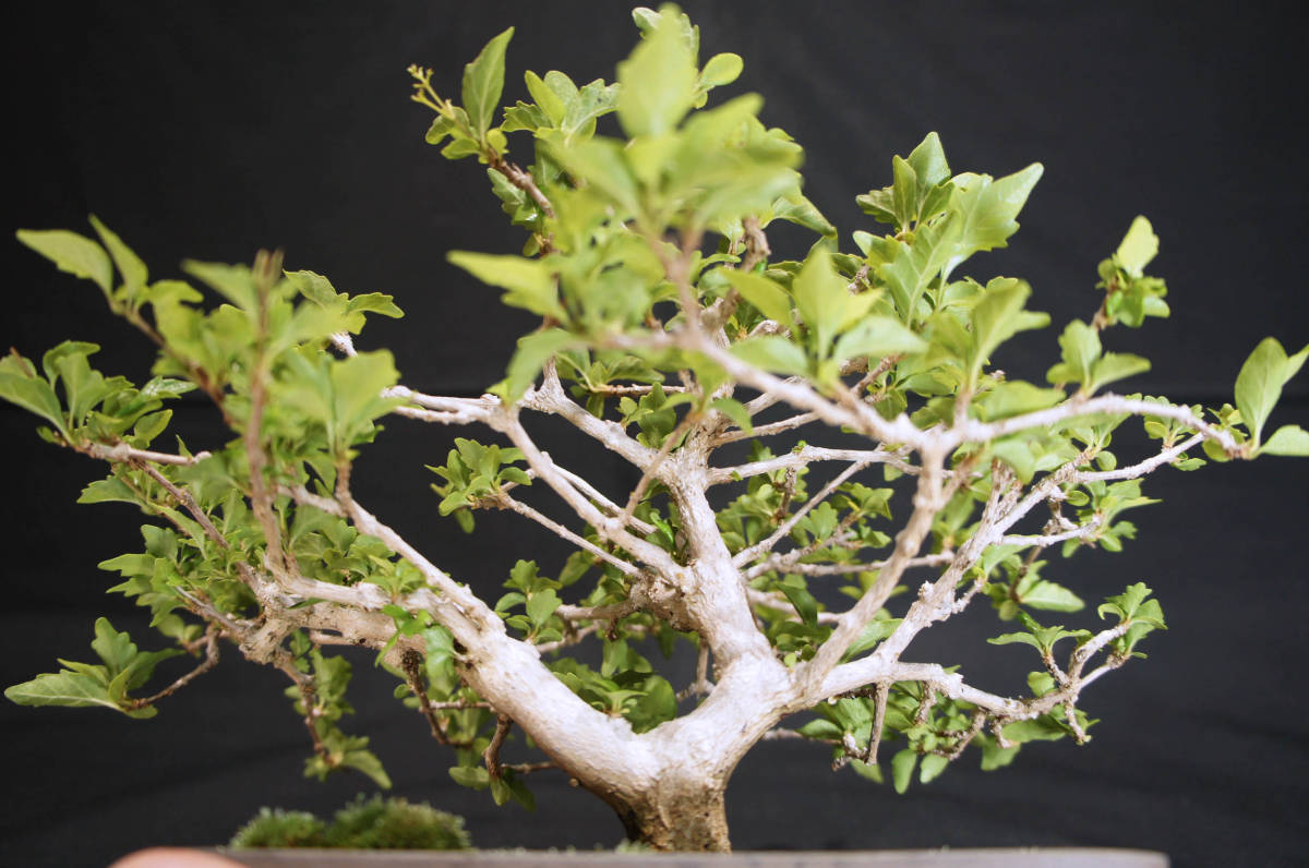  smell maple ( odour maple ) bonsai depth 23cm width 26cm height 20cm