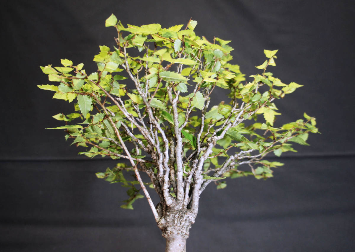 keyaki bonsai depth 23cm width 26cm height 28cm