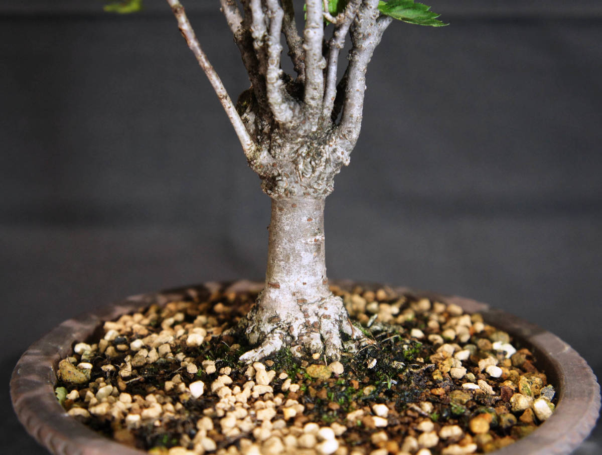 keyaki bonsai depth 23cm width 26cm height 28cm