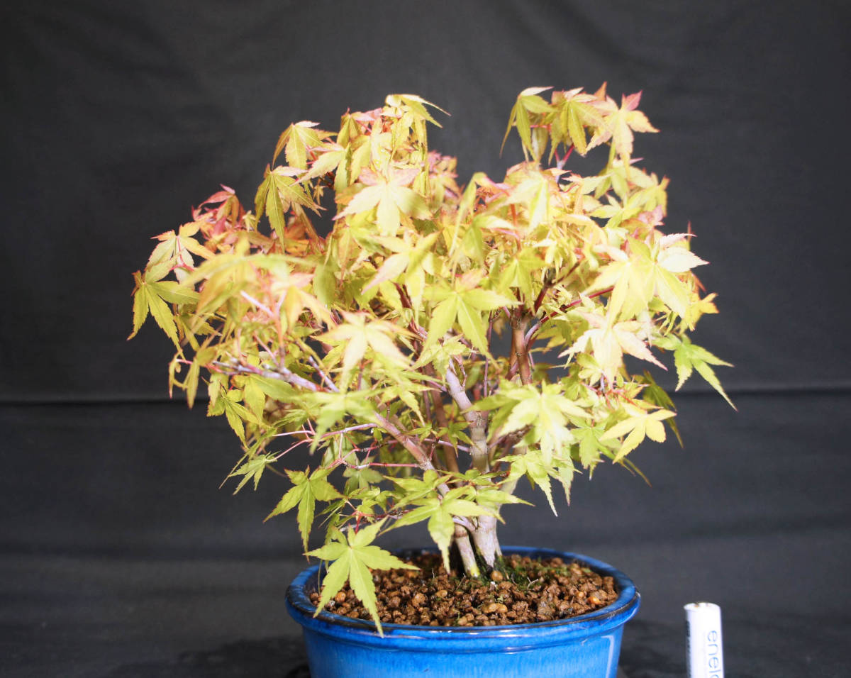  maple katsura tree maple (katsulamomiji/momiji).... bonsai depth 23cm width 26cm height 27cm