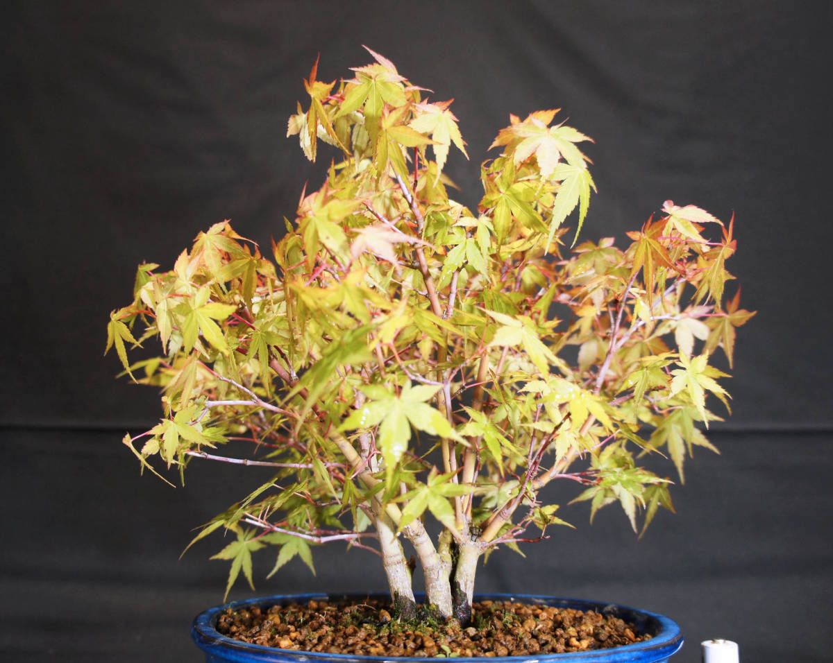  maple katsura tree maple (katsulamomiji/momiji).... bonsai depth 23cm width 26cm height 27cm