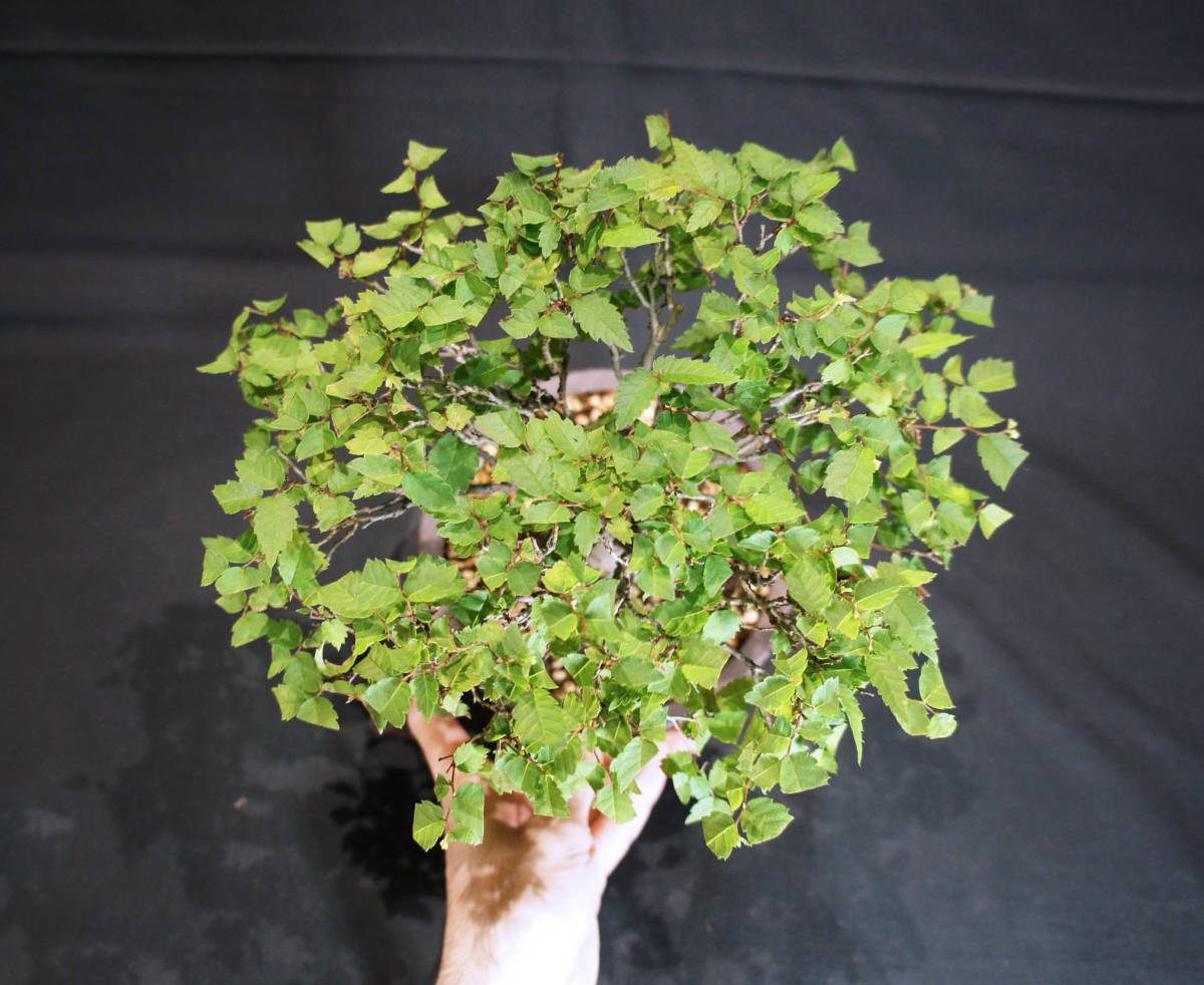 keyaki bonsai depth 23cm width 26cm height 28cm