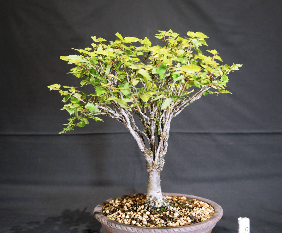 keyaki bonsai depth 23cm width 26cm height 28cm