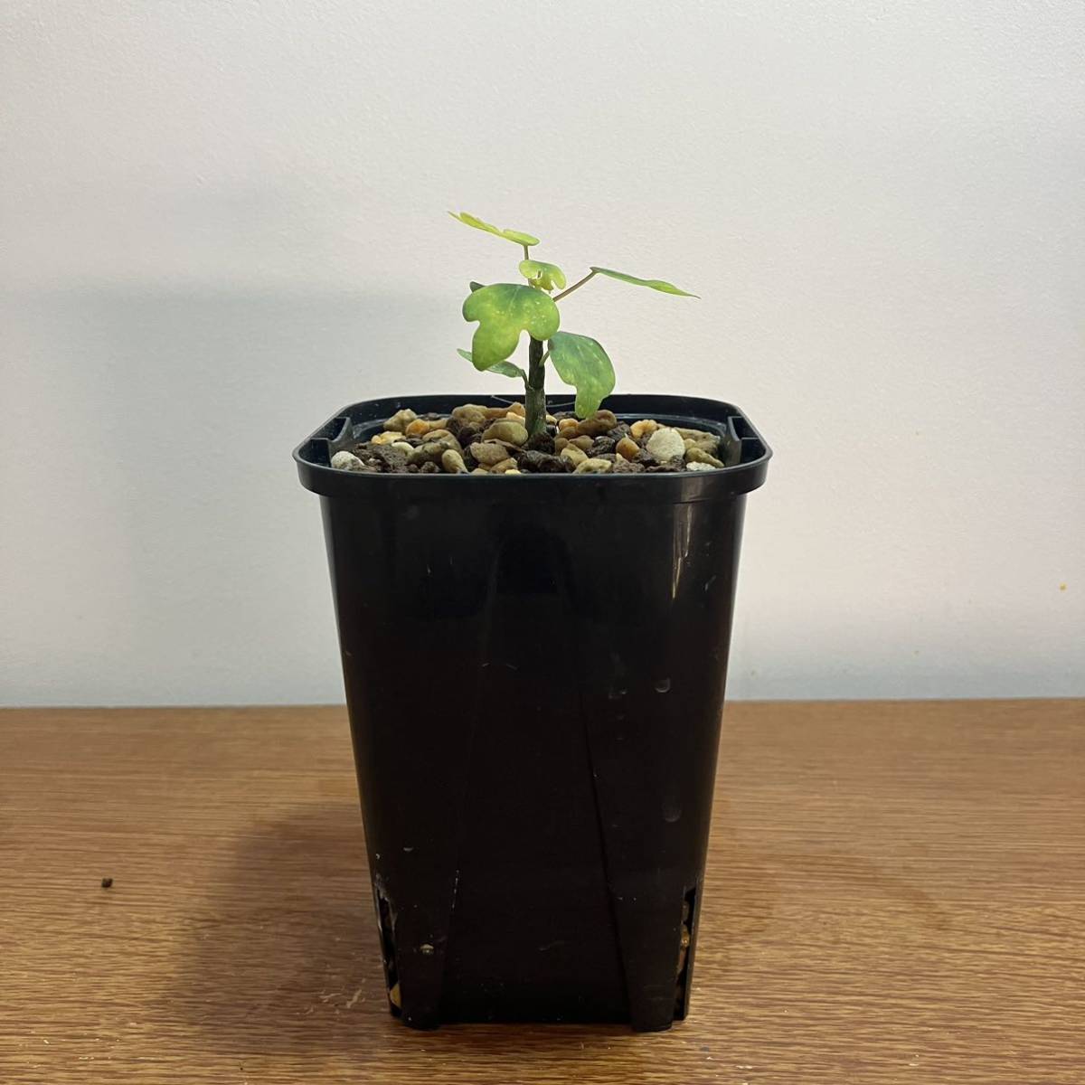 アデニアメタモルファ 実生株 コーデックス 塊根植物 多肉植物