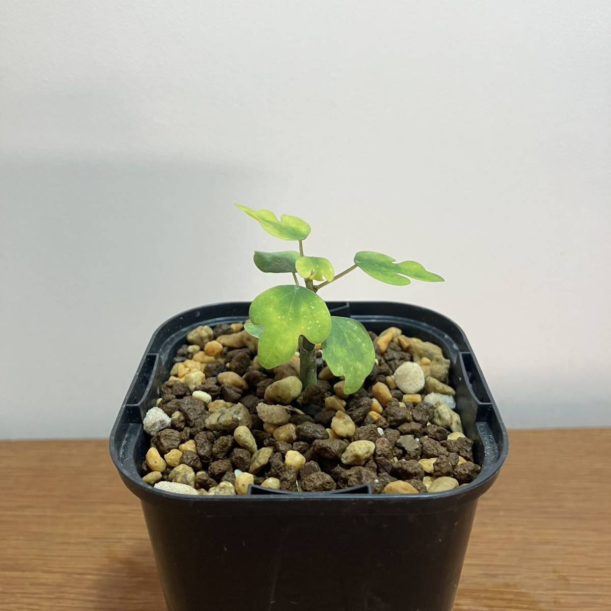 アデニアメタモルファ 実生株 コーデックス 塊根植物 多肉植物