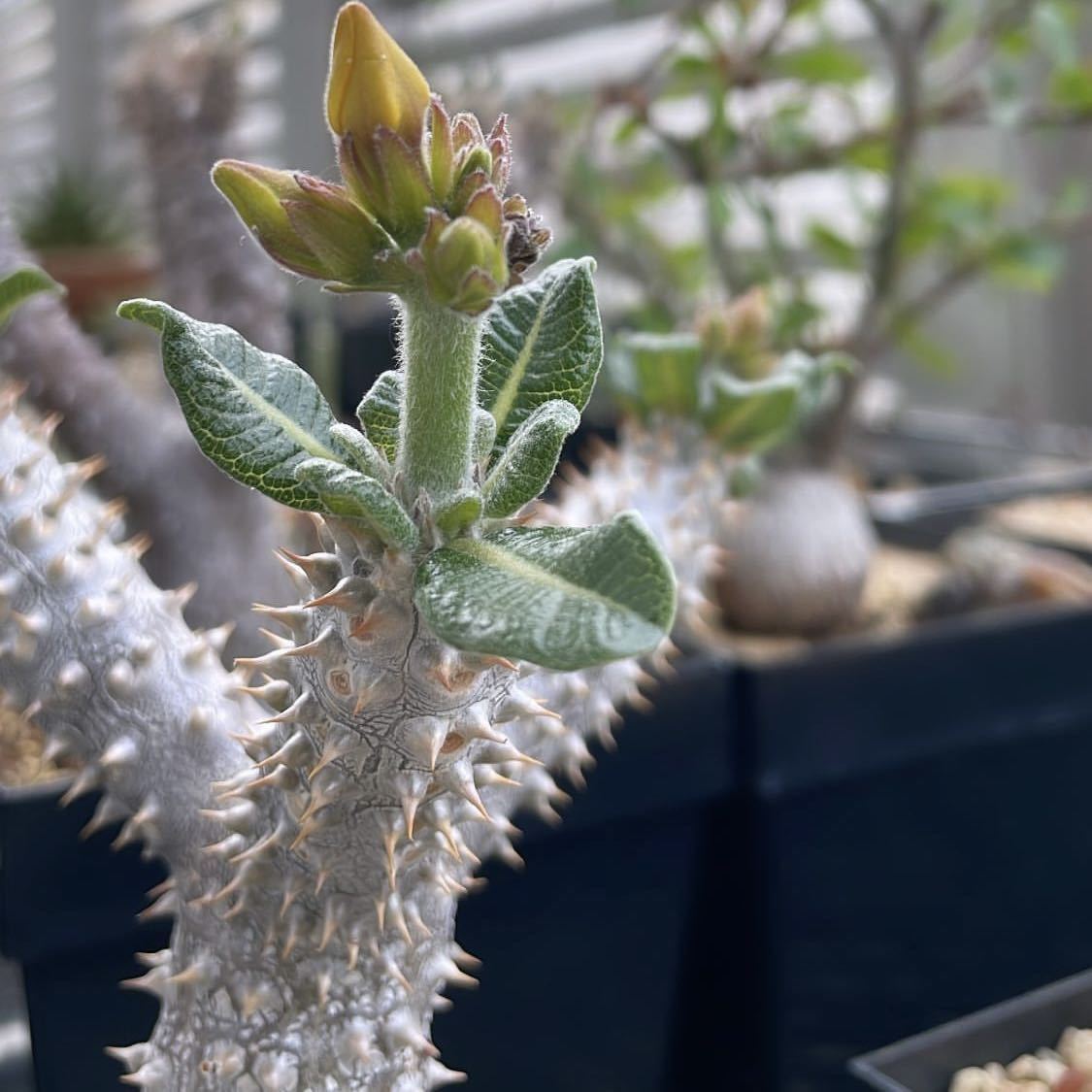 パキポディウム タッキー 実生苗 多肉植物 塊根植物 コーデックス