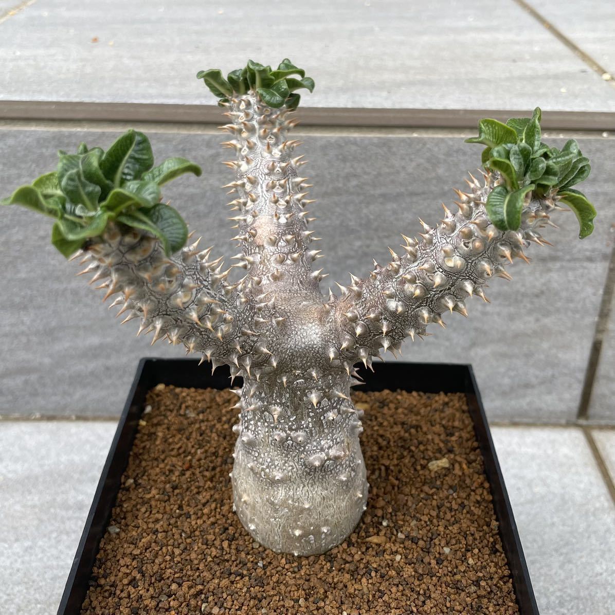 パキポディウム タッキー 実生苗 多肉植物 塊根植物 コーデックス