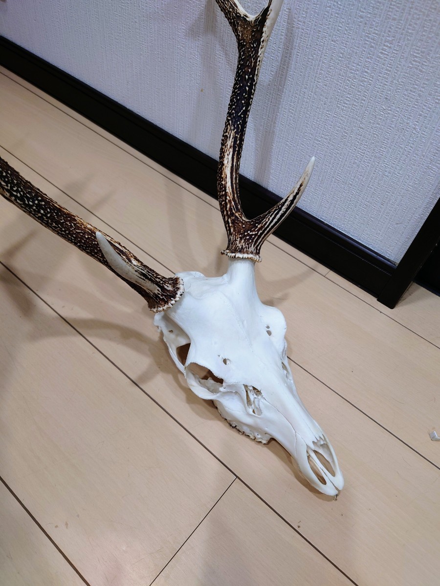 鹿 ハンティングトロフィー 頭蓋骨 骨格標本 スカルトロフィー 