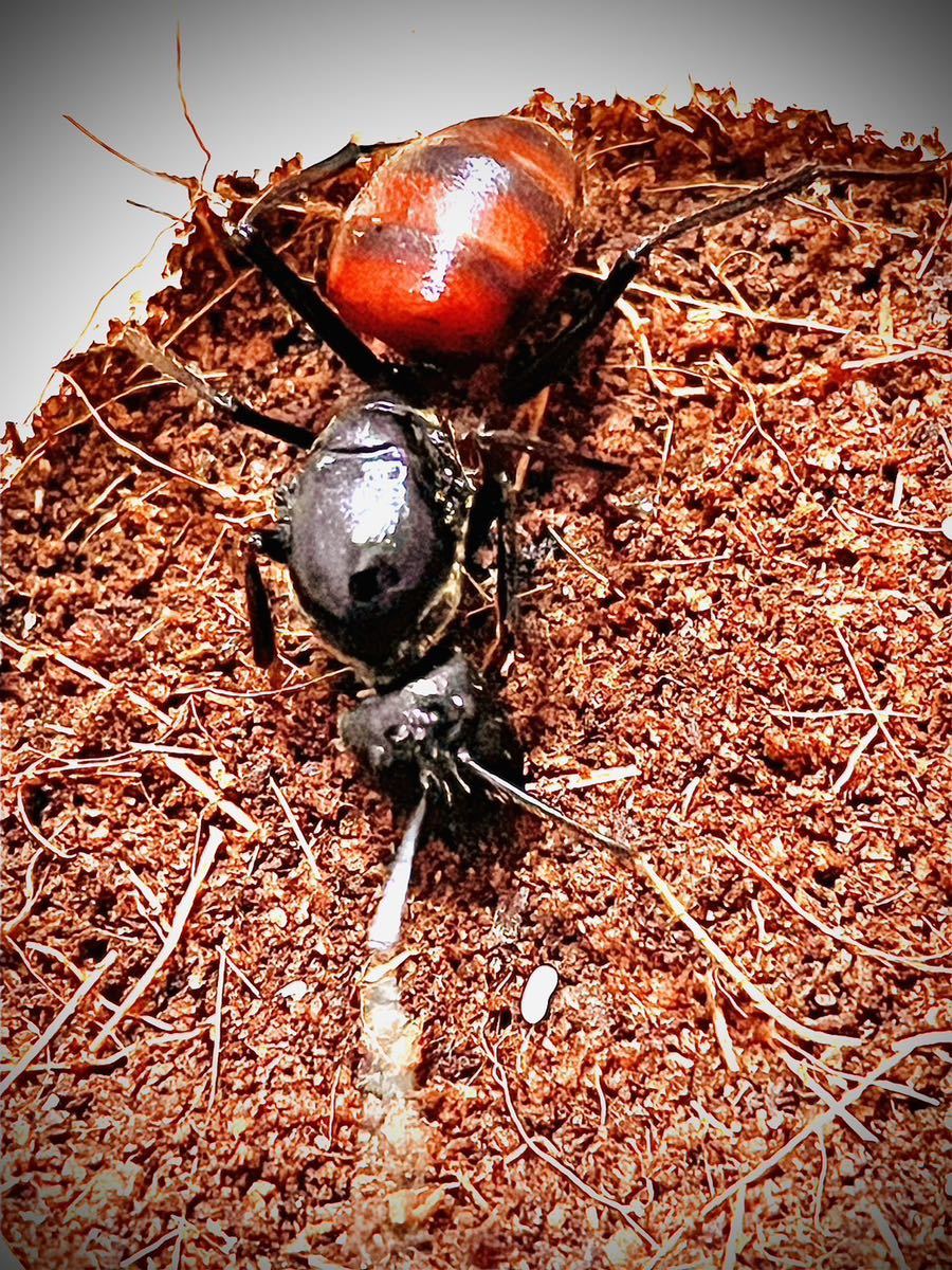 東南アジア産 Dinomyrmex gigas ギガスオオアリの新女王(産卵済み) - 虫類