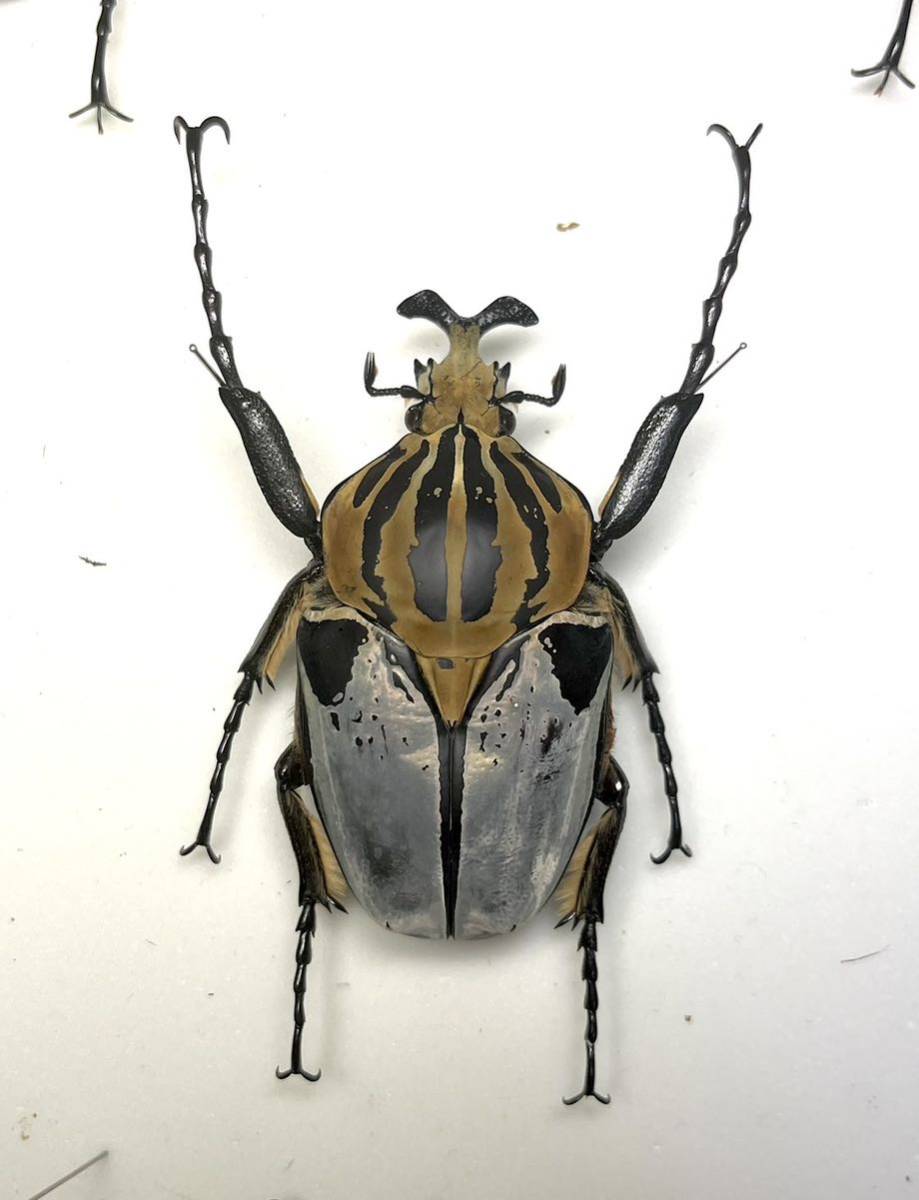 昆虫標本 レアフォーム個体 ゴライアスカシクス82mm野外品