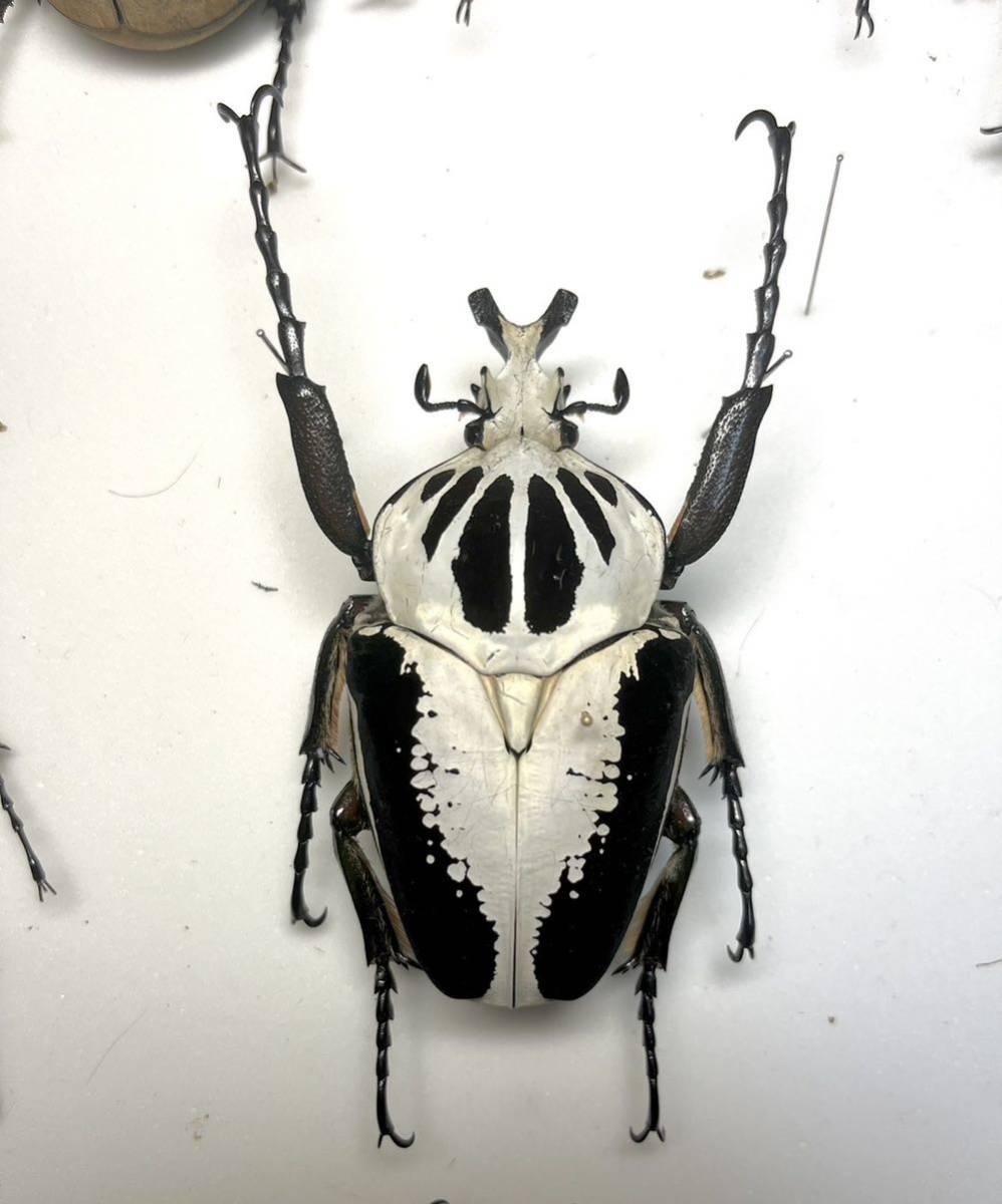 昆虫標本 超美麗個体 ゴライアスレギウス90mm野外品 | normanhubbard.com