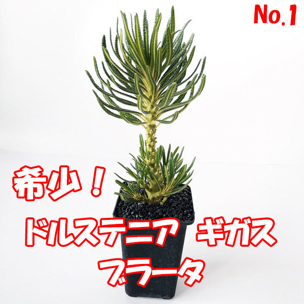 ドルステニア ギガス ブラータ 【Dorstenia gigas f. bullata】 サボテン 多肉植物
