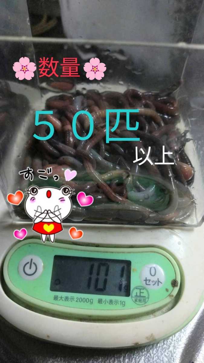○うなぎ釣り餌☆ドバミミズ大中Size☆50匹・100g+α→300円