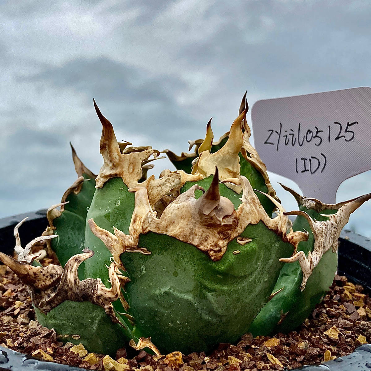 龍園觀】①No.739 特選 アガベ 多肉植物 チタノタ 凱撒'SUPER CAESAR