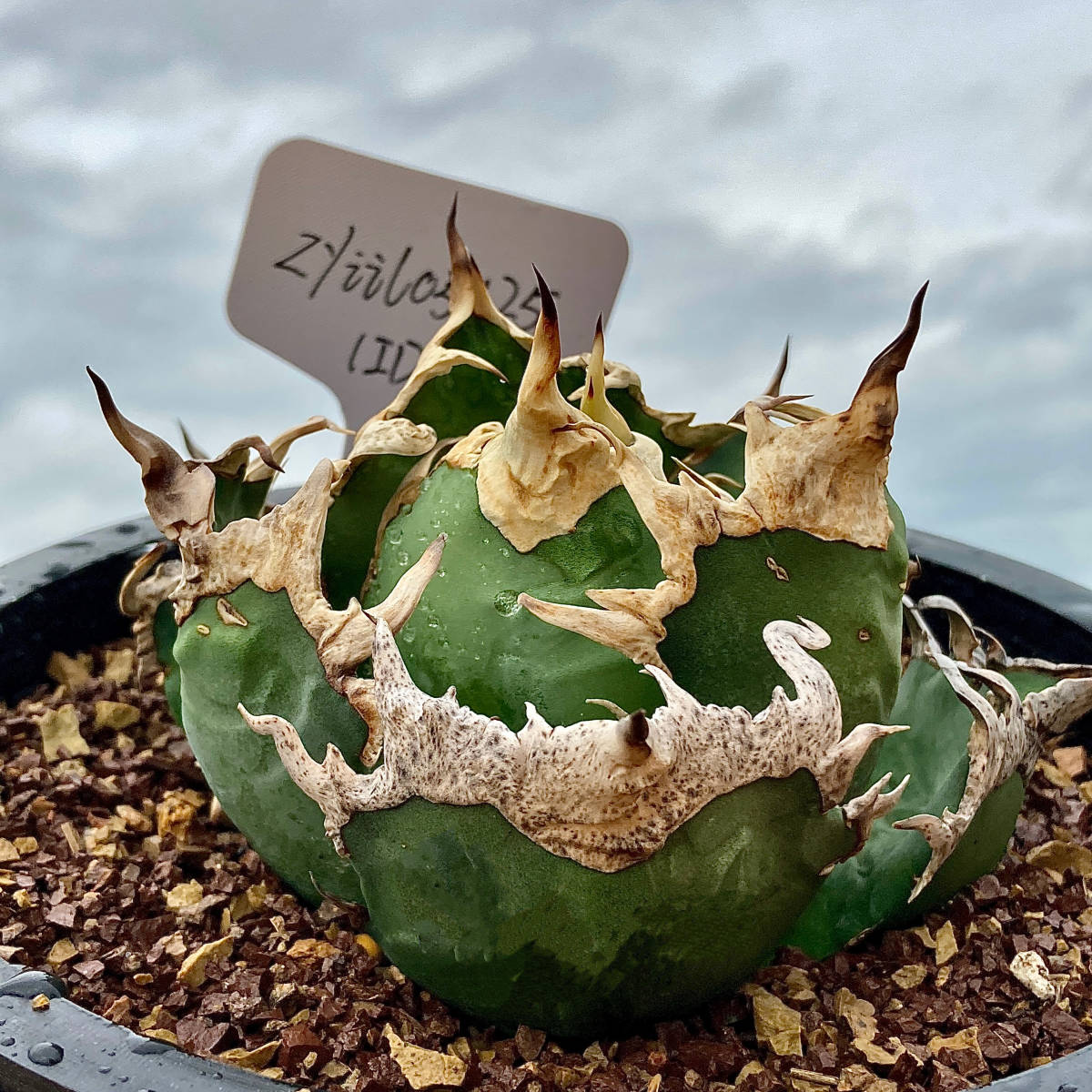 龍園觀】①No.739 特選 アガベ 多肉植物 チタノタ 凱撒'SUPER CAESAR