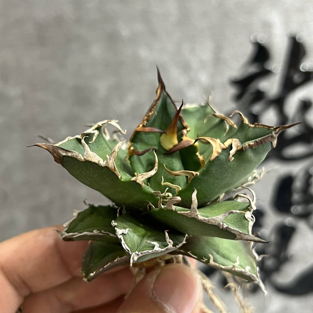 龍園觀】①No.158 特選 アガベ 多肉植物 チタノタ 凱撒'SUPER CAESAR