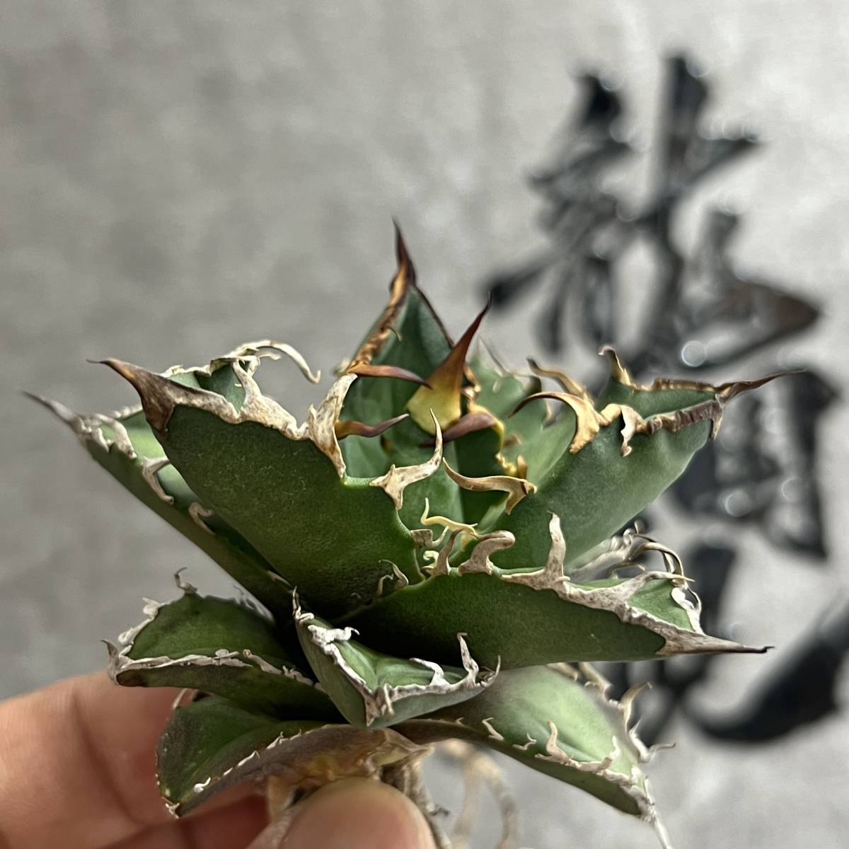 龍園觀】①No.158 特選 アガベ 多肉植物 チタノタ 凱撒'SUPER CAESAR