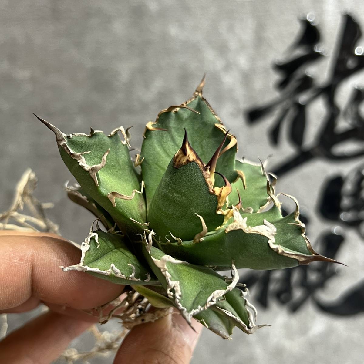 龍園觀】①No.158 特選 アガベ 多肉植物 チタノタ 凱撒'SUPER CAESAR