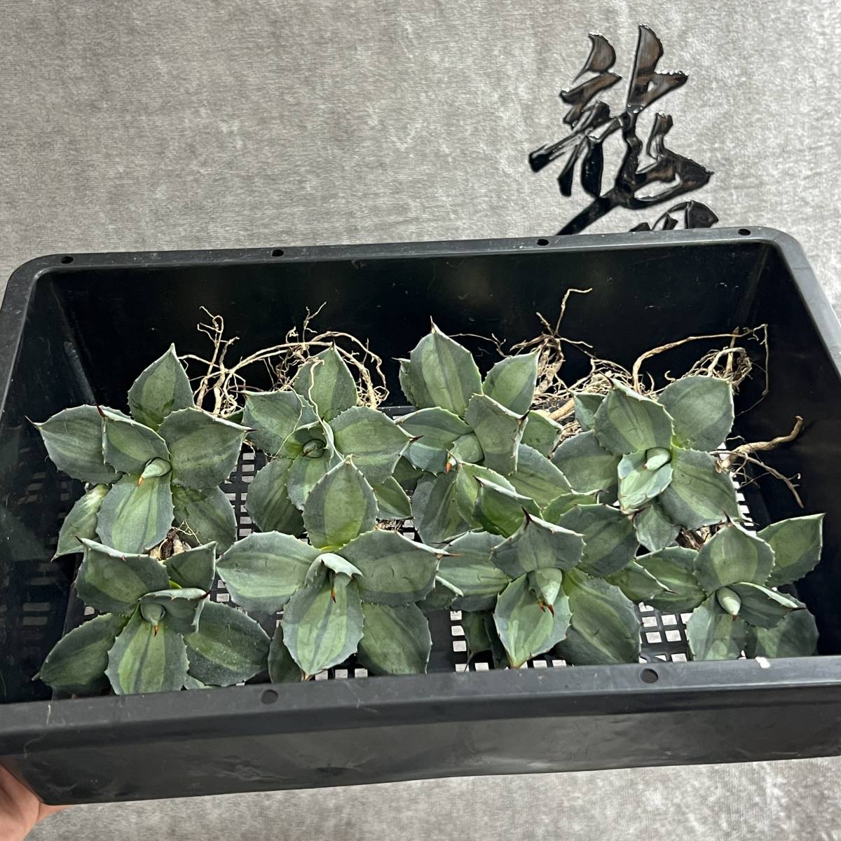 龍園觀】No.172 特選 アガベ 多肉植物 耐寒性 吉祥天錦 パリー 龍園觀】No.172 特選 アガベ 多肉植物 耐寒性 吉祥天錦 パリー