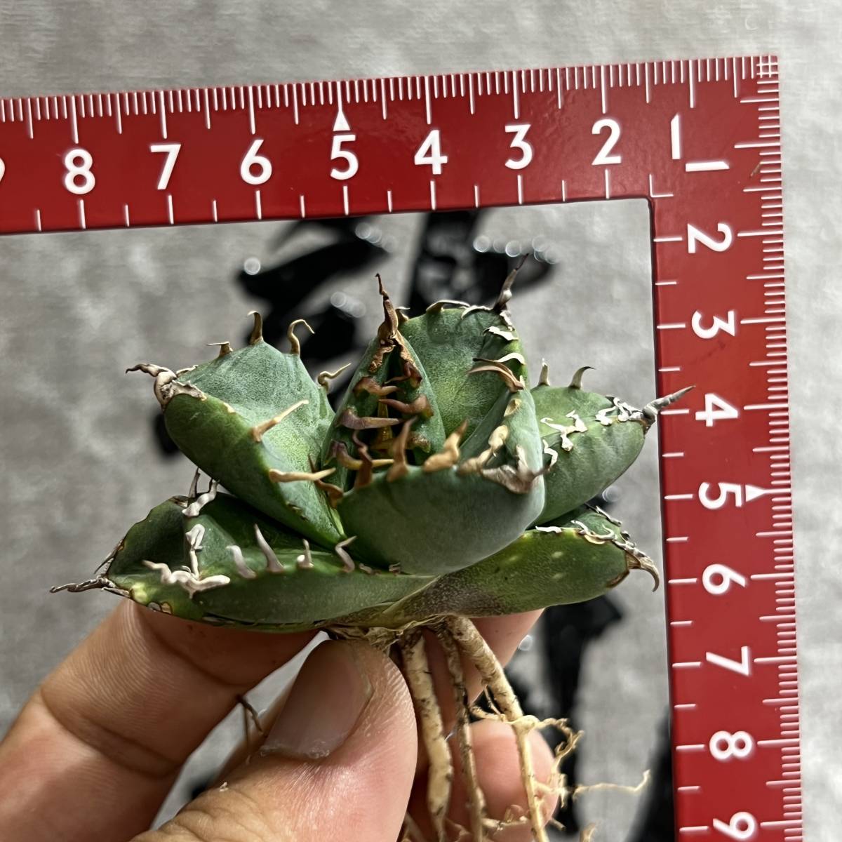 龍園觀】①No.A160 特選 アガベ 多肉植物 チタノタ 魔丸 陽炎 超強棘