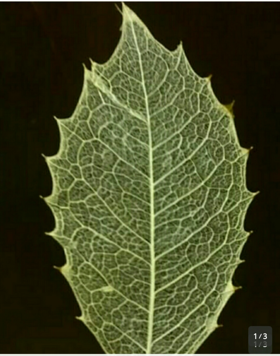 LD Skeleton Leaf Leaf Hylagi 15 Материал ремесленных деталей материал