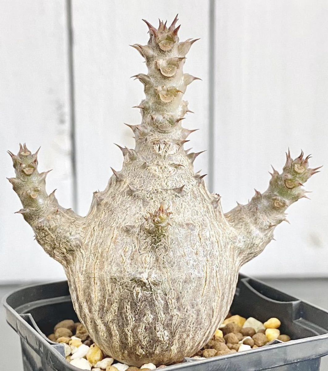 パキポディウム ウィンゾリー 5粒 新鮮 種子 | weldco.com.mx