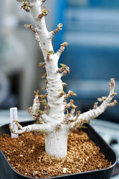 ◎希少大株 Boswellia nana ボスウェリア・ナナ Yemen/Socotra island