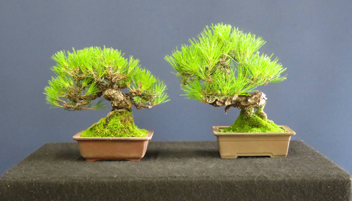 盆栽小品二本セット赤松左・樹高15ｃｍ 右・樹高20ｃｍ｜代購幫