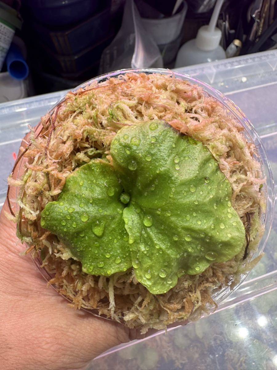 ビカクシダ マダガスカリエンセ 胞子培養株 Wild由来 ① | fuerzalider.com