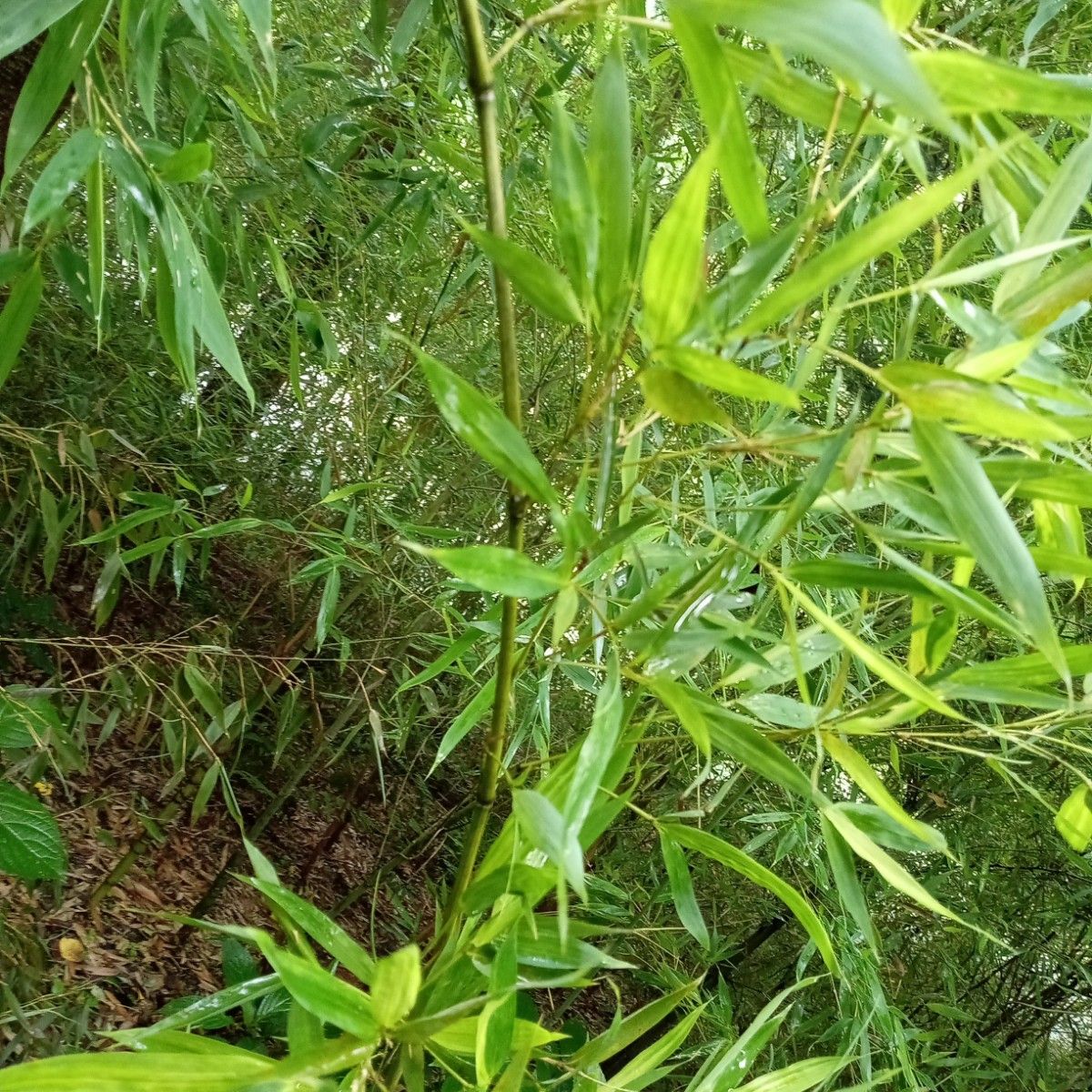 七夕飾り（七夕まつり）→　笹竹・竹の先端　５本