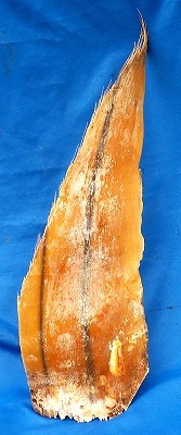 　noB 希少　クジラの髭　長期保管品　ハンドメイド　サイズは長さ65cm　_画像3