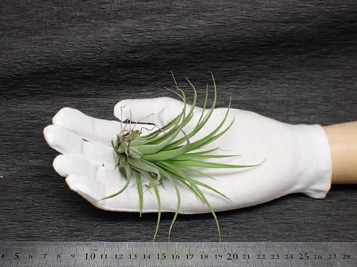 Yahoo!オークション - Tillandsia 'Harvest Moon' チランジア Yahoo!オークション - Tillandsia 'Harvest Moon' チランジア