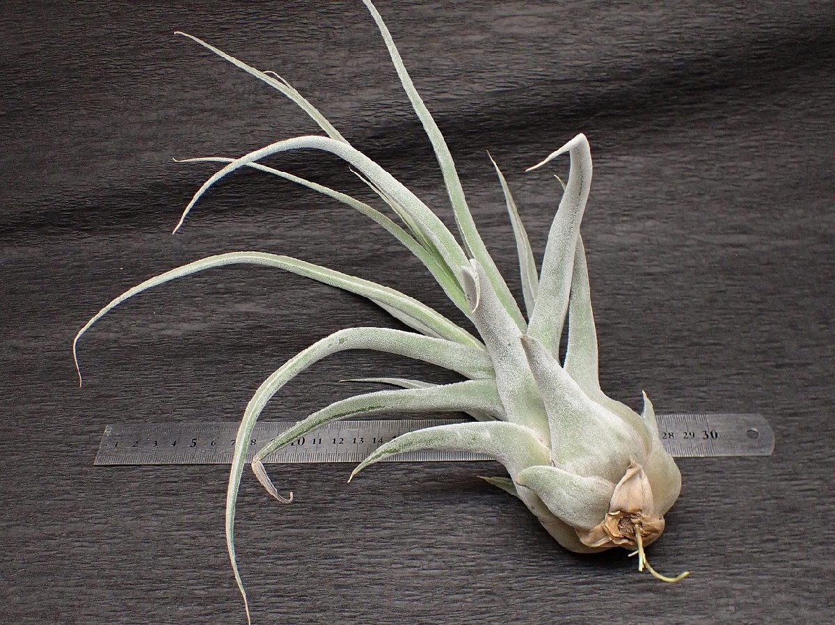 Tillandsia 'Lucille' チランジア ルシール☆エアプランツJD☆第四種