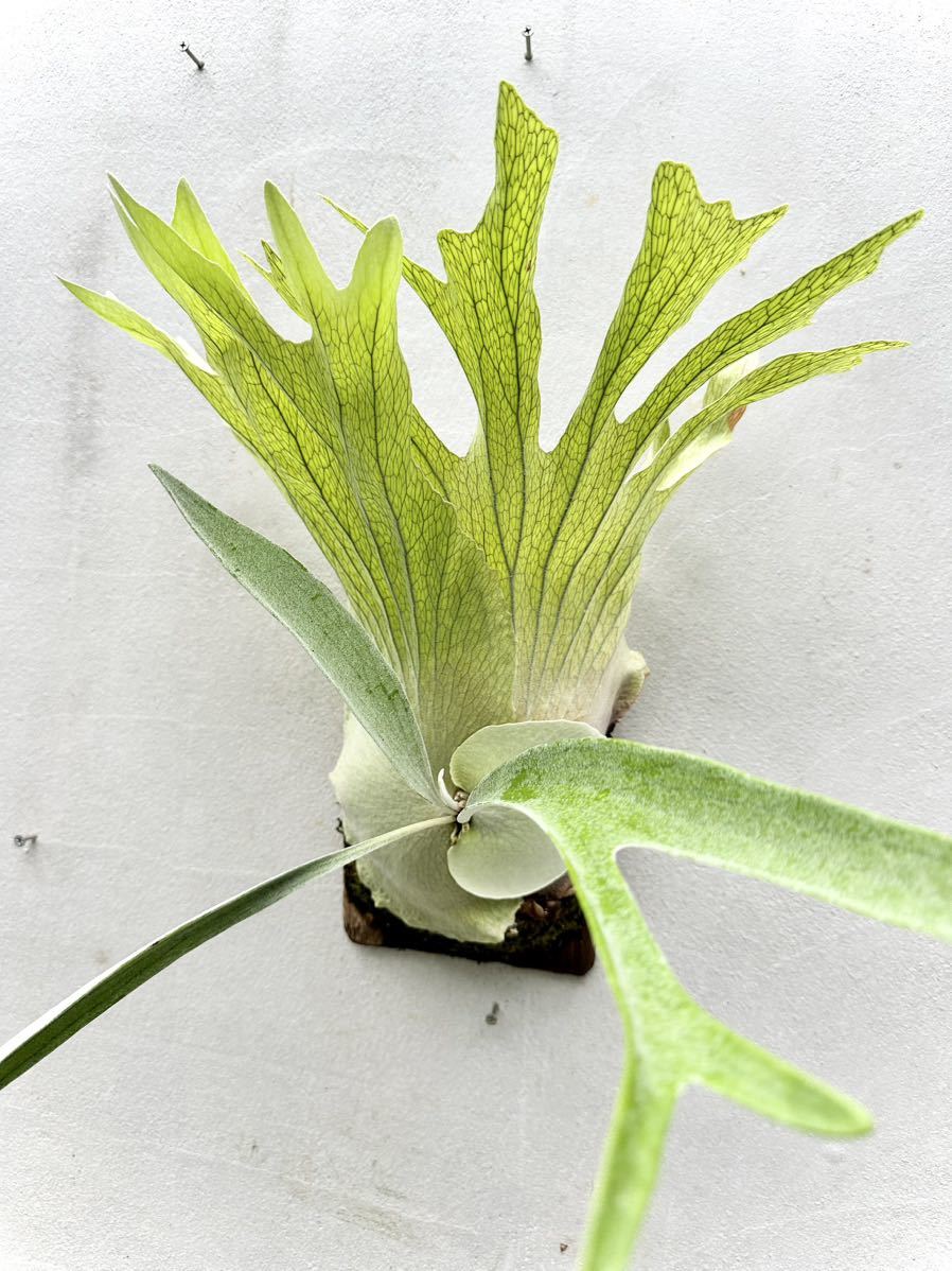 P. veitchii wild (vp#1) ビカクシダ【vandaka】 P. veitchii wild (vp#1) ビカクシダ【vandaka】