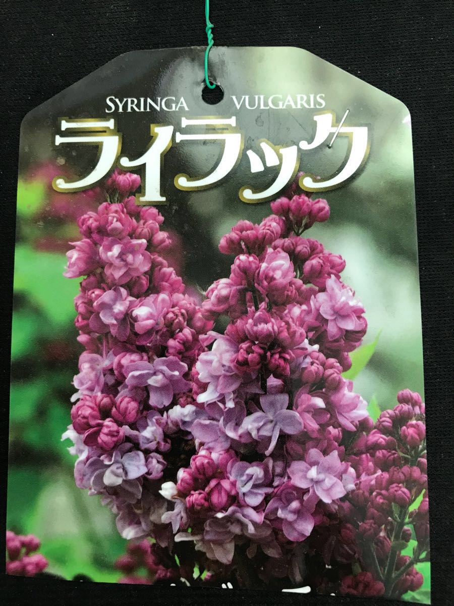 ヤフオク リラの花 ライラック 苗木 ヤフオク リラの花 ライラック 苗木