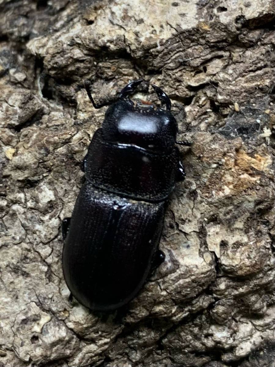 超希少!Dorcus・ブレビスオオクワガタ幼虫3頭 - 虫類