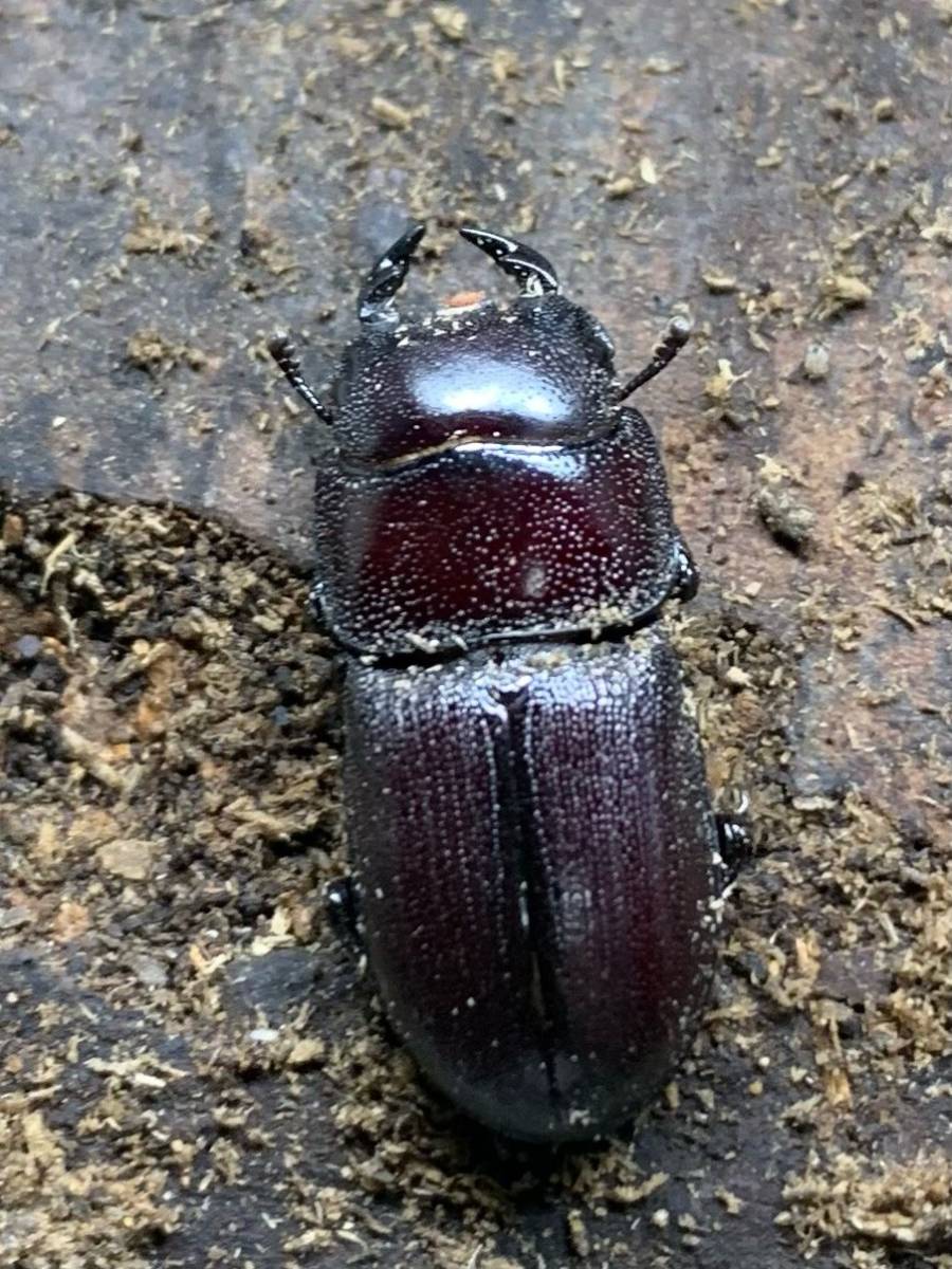 超希少!Dorcus・ブレビスオオクワガタ幼虫3頭 - 虫類