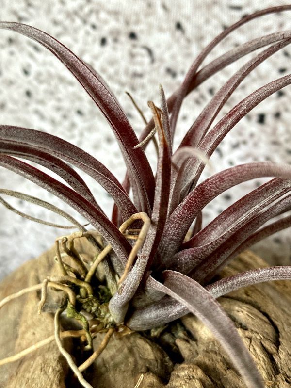 【Frontier Plants】 チランジア・カピタータ・ドミンゲンシス T. capitata var. Domingensis ブロメリア　エアプランツ_画像1