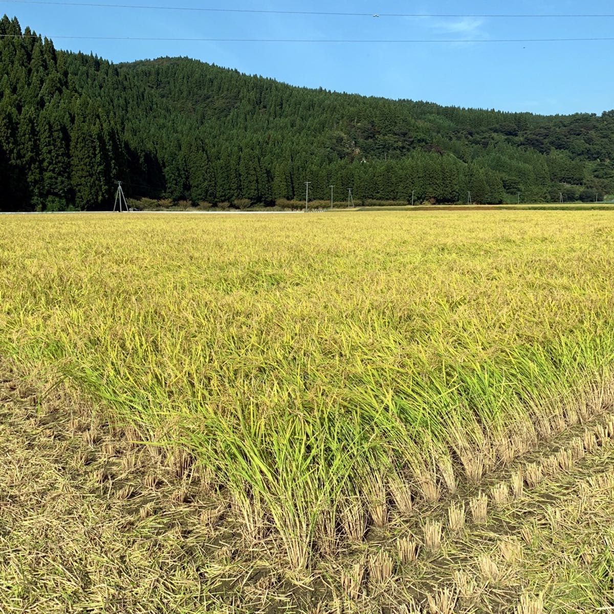 農家直送 秋田県産 令和4年 新米 あきたこまち 25kg 特別栽培米 有機米