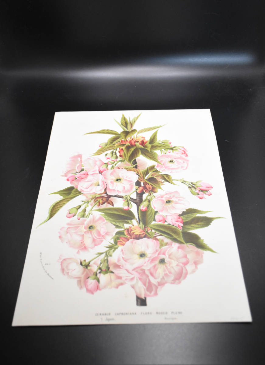 フランスアンティーク 博物画 植物画『CERASUS CAPRONIANA FLORE ROSEO PLENO』 多色刷り石版画　ボタニカルアート_画像2