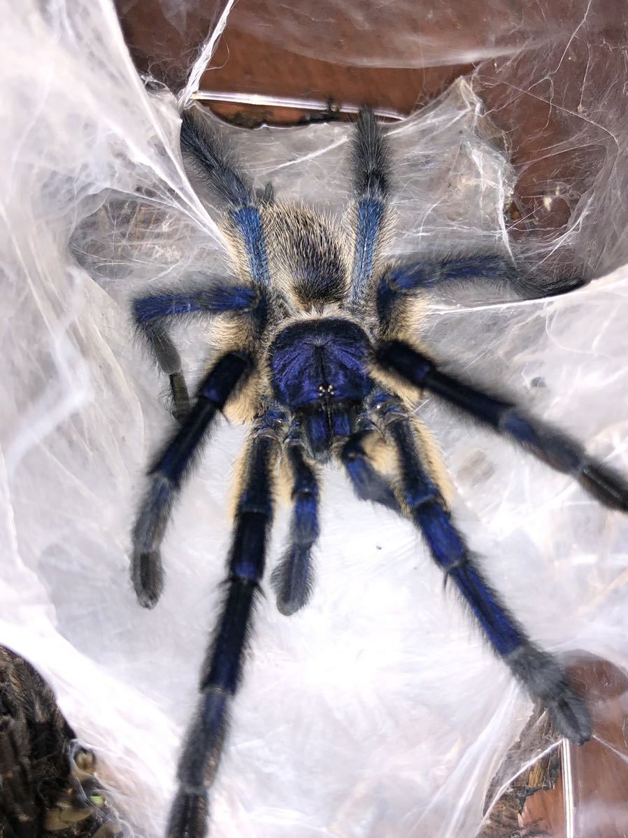 【超美麗種！】ソコトラアイランドブルーバブーン タランチュラ 奇蟲 蜘蛛 2