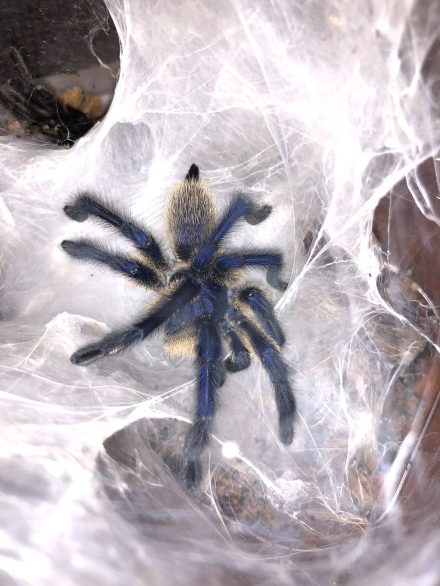 【超美麗種！】ソコトラアイランドブルーバブーン タランチュラ 奇蟲 蜘蛛 3