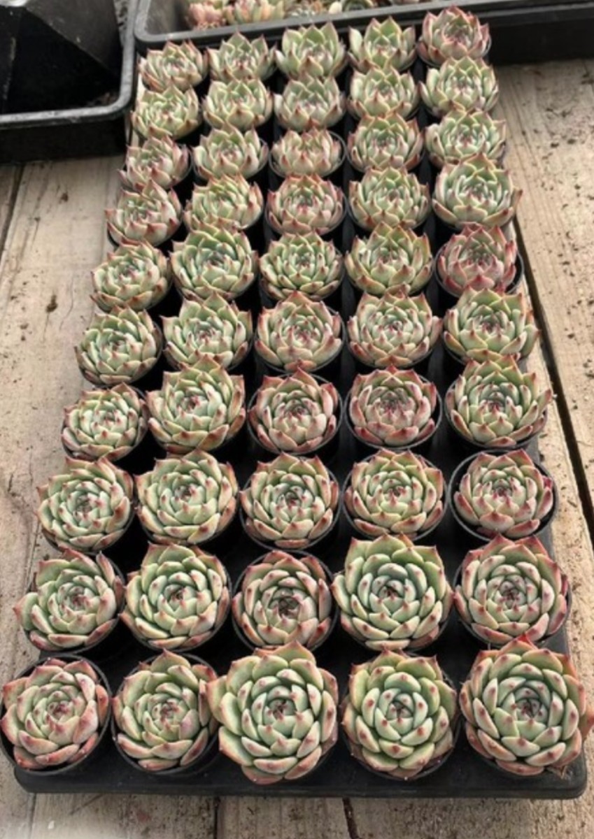 多肉植物 エケベリア チワワエンシス 50苗 1苗5CM前後-