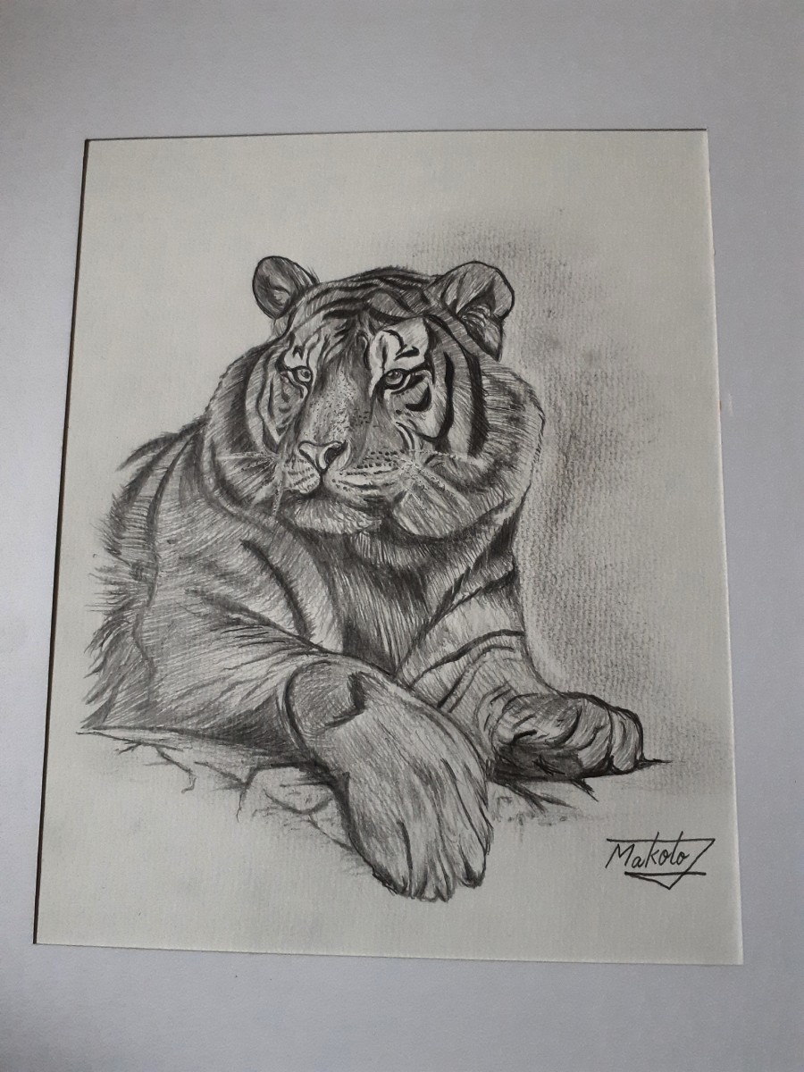  pencil sketch Tiger 