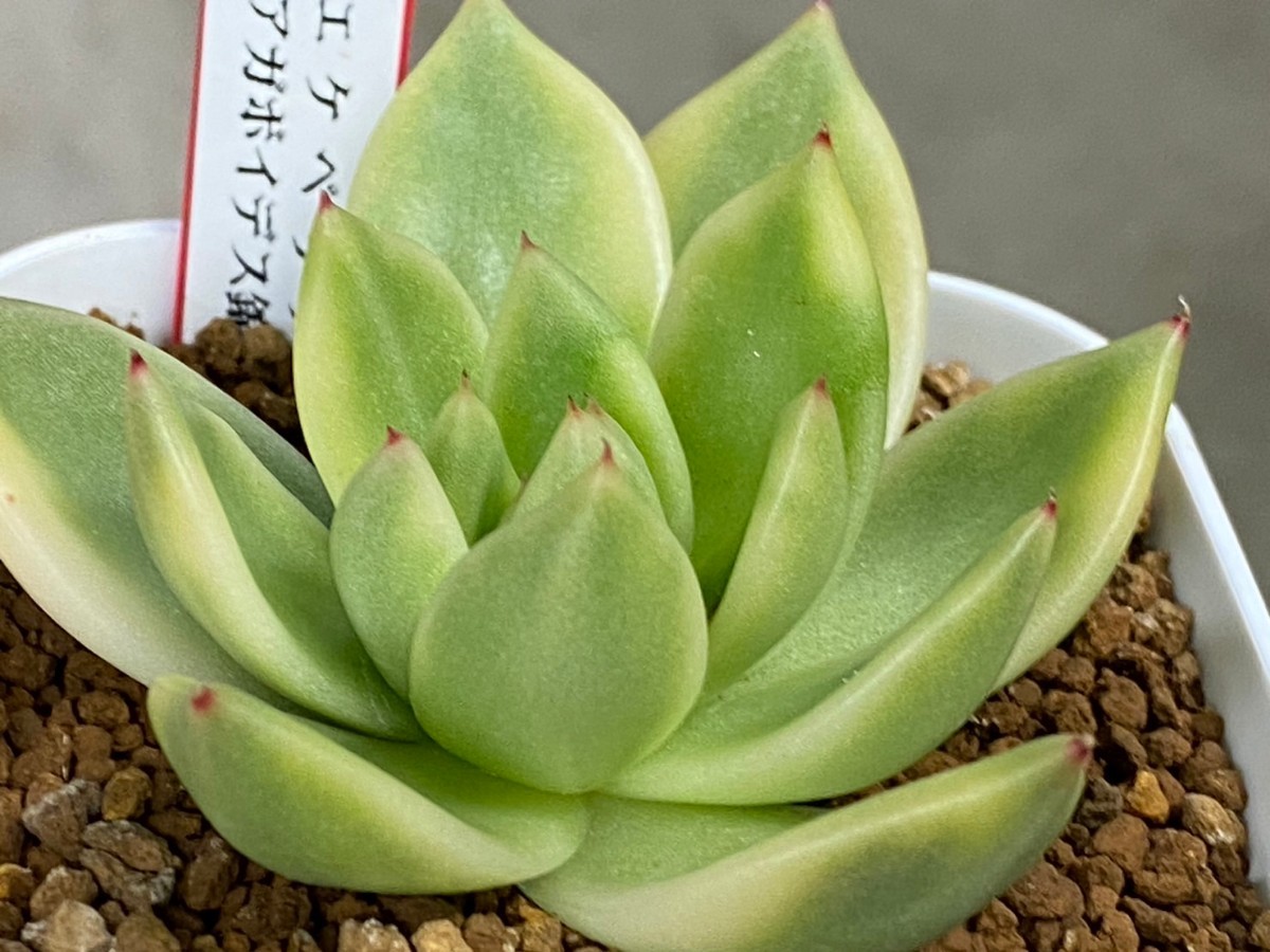 多肉植物 エケベリア アガボイデス錦 | www.nubium.com.ar