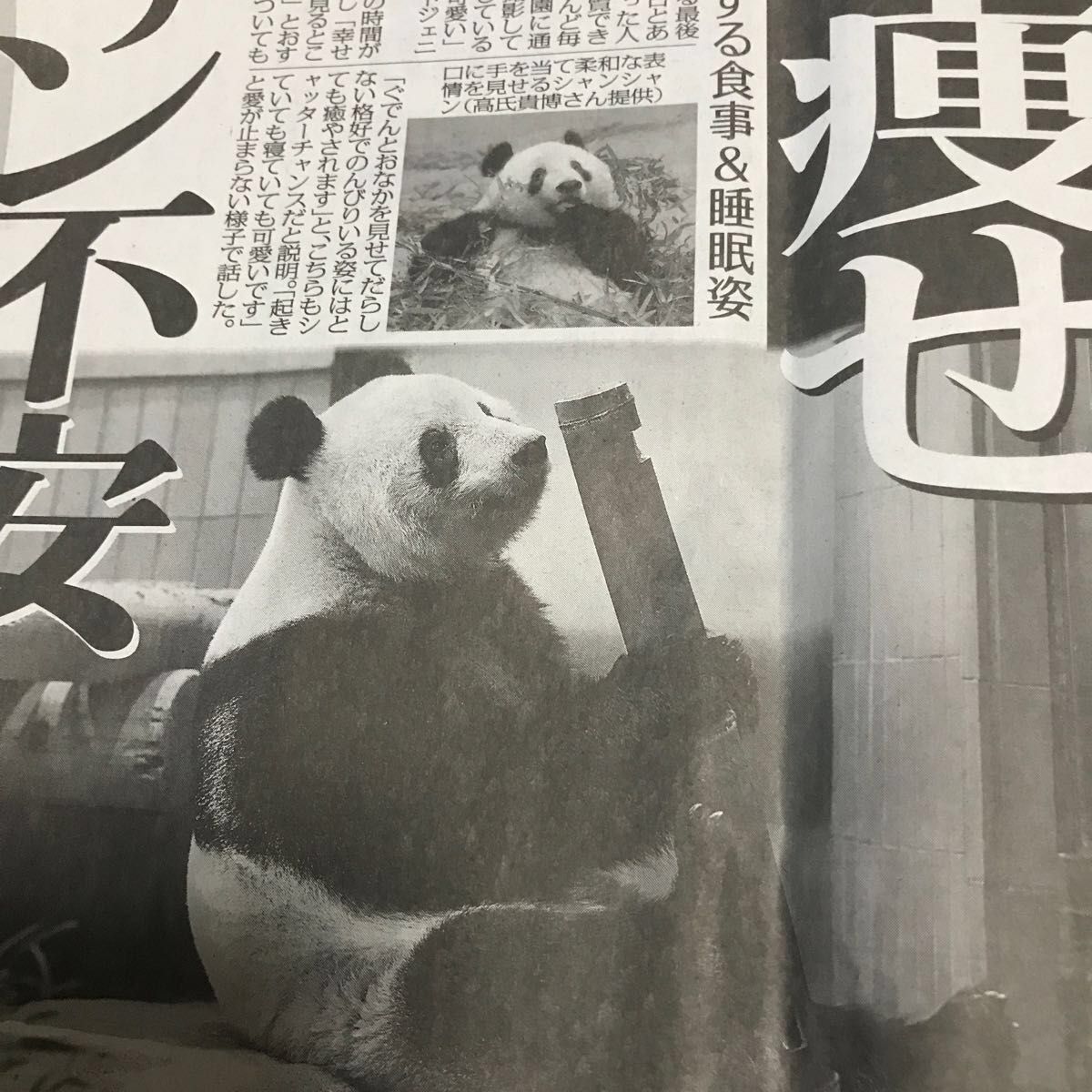 パンダ新聞記事　10種類　毎日新聞　スポニチ